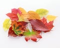 Heap of colorful faded autumn leaves Royalty Free Stock Photo