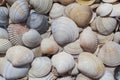 heap of colorful seashells on sea coast