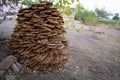 Heap of cow dung cakes for fuel Royalty Free Stock Photo