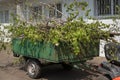 Heap of cut poplar branches in hindcarriage. Preparation of the park for the summer season. Hindcarriage with pruning poplar Royalty Free Stock Photo