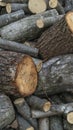 Heap of cut tree log , firewoods for burning in winter Royalty Free Stock Photo