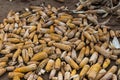 Heap of damaged and rotten corn cobs, Belathur India.