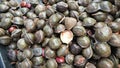 heap of dark colored archidendron pauciflorum vegetable seeds. Royalty Free Stock Photo