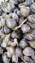 heap of dark colored archidendron pauciflorum vegetable seeds. Royalty Free Stock Photo