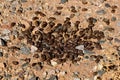 A heap of deer manure droppings Royalty Free Stock Photo