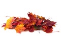 Heap of different colorful Maple leaves isolated on white background. Selective focus Royalty Free Stock Photo