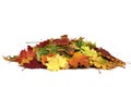 Pile of autumn colored leaves isolated on white background.Red, yellow and colorful foliage.