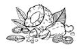 Heap of different nuts and leaves. Coconut, pistachio, peanuts, almond, cashew. Hand drawn vector sketch illustration