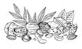 Heap of different nuts and leaves. Walnuts, hazelnuts, almond, cashew. Hand drawn vector sketch illustration