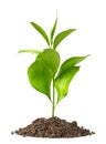 Heap dirt with a green plant Royalty Free Stock Photo