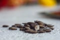 A heap of dried black watermelon seeds close-up on a white table background. planting season. close up top view copy space Royalty Free Stock Photo