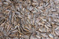 Heap of dried melon seeds close-up Royalty Free Stock Photo