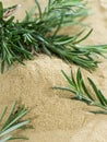 Heap of dried Rosemary Royalty Free Stock Photo