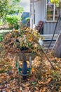 Heap of dry branches, leaves and plants in garden wheelbarrow in autumn garden Royalty Free Stock Photo