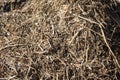 Heap of dry garbage, grass in spring Royalty Free Stock Photo