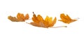 Heap of dry yellow maple fallen leaves isolated on white. Transparent png in additional format Royalty Free Stock Photo