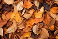 heap of fallen leaves creating a textured heap