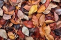 heap of fallen leaves creating a textured heap