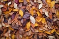 heap of fallen leaves creating a textured heap