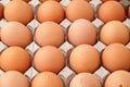 Heap of farm egg