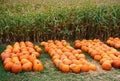 Heap of farm pumpkins on corn fiels