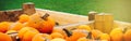 Heap of many yellow orange fresh ripe pumpkins. Halloween and Thanksgiving concept. Royalty Free Stock Photo