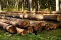 Heap of felled wooden poles trees on the green ground Royalty Free Stock Photo