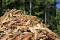 Heap of Firewood at Edge of Forest