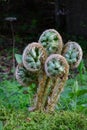 Heap of five spring fern bourgeons Royalty Free Stock Photo