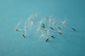 Heap of fluffy dandelion flower seeds on blue tabble