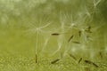 Heap of fluffy dandelion flower seeds on golden shiny tabble