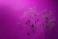 Heap of fluffy dandelion flower seeds on pink tabble