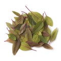 Heap of fresh amaranth leaves