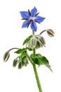 Heap of fresh blue borage flowers for decoration isolated at white background PNG file Royalty Free Stock Photo