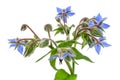 Heap of fresh blue borage flowers for decoration isolated at white background Royalty Free Stock Photo