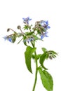 Heap of fresh blue borage flowers for decoration isolated at white background Royalty Free Stock Photo