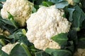 Heap of fresh cauliflowers with leaves at market.