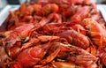 Heap of fresh cooked red crawfish close up Royalty Free Stock Photo