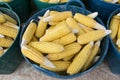 Heap of fresh corns in basket Royalty Free Stock Photo