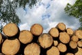 Heap of fresh cut wood trunk in forest Royalty Free Stock Photo