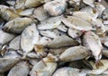 Heap of fresh gilt-head sea bream (Sparus aurata) for sale at the fish market, full frame