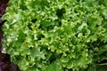 Heap of fresh green lettuce salad Royalty Free Stock Photo