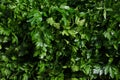 Heap of fresh green parsley bunches