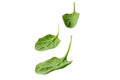 Heap of fresh green spinach leaves isolated on white. Transparent png additional format Royalty Free Stock Photo