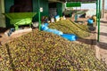 Heap of fresh olives at the olive oil plant, Morocco
