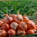 Heap of fresh organic onions, farm produce background