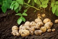 Heap of fresh potato on the ground. Organic farming products Royalty Free Stock Photo