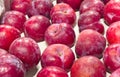 Heap of fresh red plums glowing under sunlight at market Royalty Free Stock Photo