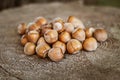 Heap of Fresh Ripe Hazelnuts on an Old Tree Stump