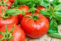 Heap of Fresh Ripe Organic Wet Tomatoes Scattered on Wood Kitchen Garden Table Green Basil Healthy Diet Mediterranean Style